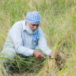 World Bank Reaffirms Commitment to Global Food Security with Expanded Investment in Sustainable Agriculture
