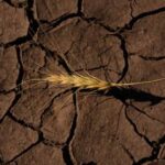 Super El Niño May Push Global Food Prices Higher Through 2028: Economists