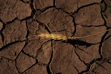 Super El Niño May Push Global Food Prices Higher Through 2028: Economists