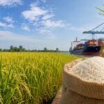 Myanmar to Export Premium Rice Varieties, Eyes Stronger Position in Global Market