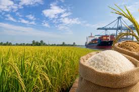 Myanmar to Export Premium Rice Varieties, Eyes Stronger…