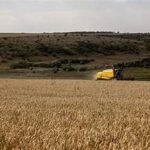 Black Sea Tensions Drive Global Wheat Prices Higher Amid Export Concerns