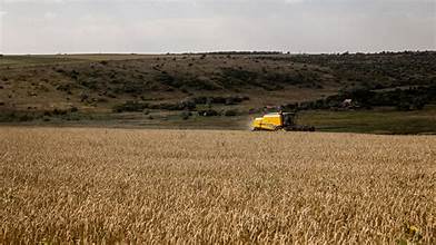 Black Sea Tensions Drive Global Wheat Prices Higher Amid Export Concerns