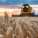 Global Grain Supplies Tighten Despite Strong Harvest Forecasts