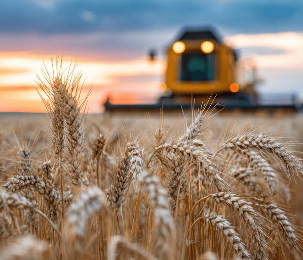 Global Grain Supplies Tighten Despite Strong Harvest Forecasts
