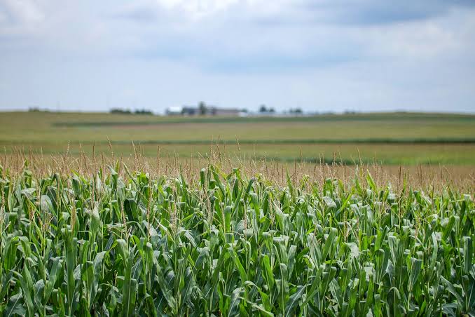 FAIRR Warns of ‘Credibility Gap’ in Regenerative Agriculture…