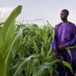 FAO Warns Weather Extremes and Geopolitical Tensions Could Tighten Global Food Supplies