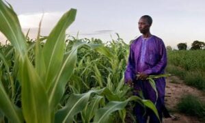 FAO Warns Weather Extremes and Geopolitical Tensions Could&hellip;