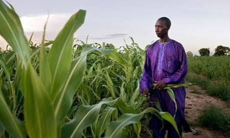 FAO Warns Weather Extremes and Geopolitical Tensions Could Tighten Global Food Supplies