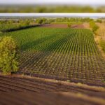 Conservation Agriculture Boosts Wheat Quality, Long-Term Study Finds
