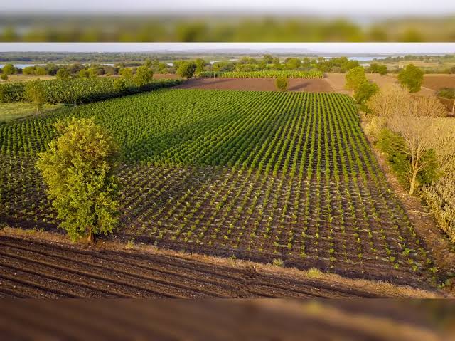 Conservation Agriculture Boosts Wheat Quality, Long-Term Study Finds