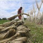 Bangladesh’s Jute Farmers Enjoy Strong Price Recovery as Bumper Harvest Boosts Rural Economy