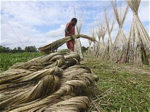 Bangladesh’s Jute Farmers Enjoy Strong Price Recovery as&hellip;