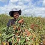 Malawi Promotes Agricultural Innovation to Strengthen Food Security