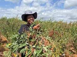 Malawi Promotes Agricultural Innovation to Strengthen Food Security
