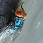 USDA Intensifies Response to New World Screwworm Outbreak to Protect Livestock