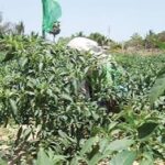 Nigeria’s Agricultural Exports Fall 31% Amid Logistics Bottlenecks and Quality Challenges