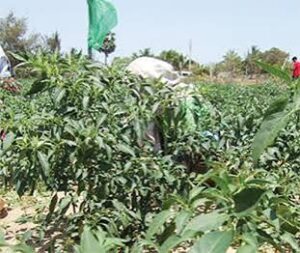 Nigeria’s Agricultural Exports Fall 31% Amid Logistics Bottlenecks&hellip;