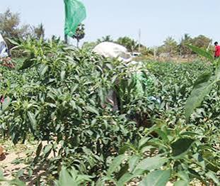 Nigeria’s Agricultural Exports Fall 31% Amid Logistics Bottlenecks…
