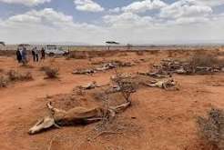 Climate Change Intensifies Drought Across Europe, Threatening Crop…