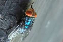 USDA Intensifies Response to New World Screwworm Outbreak…