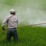 India’s National Investment Policy for Urea-2026 Draws Global Attention for Boosting Fertilizer Self-Reliance
