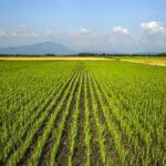 FAO Food Price Index Remains Stable as Global Food Markets Stay Balanced