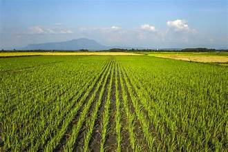 FAO Food Price Index Remains Stable as Global Food Markets Stay Balanced