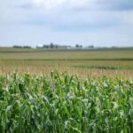 FAIRR Report Questions Corporate Regenerative Agriculture Claims