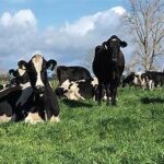 New Zealand Retains Global Dairy Export Leadership with 22.1% Share of World Trade