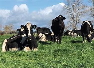 New Zealand Retains Global Dairy Export Leadership with&hellip;