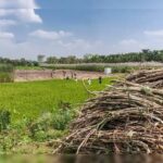 Climate Change Continues to Threaten Global Agriculture