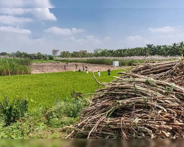 Climate Change Continues to Threaten Global Agriculture