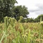 Global Millet Demand Surges as Climate Change Drives Shift Towards Nutri-Cereals