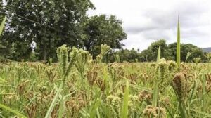 Global Millet Demand Surges as Climate Change Drives&hellip;