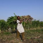 Iran Conflict Continues to Pressure Global Fertilizer Markets, Raising Costs for Farmers Worldwide