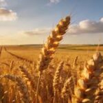 Bayer Targets €1 Billion Hybrid Wheat Market with Focus on Climate-Resilient Farming