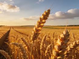 Bayer Targets €1 Billion Hybrid Wheat Market with Focus on Climate-Resilient Farming