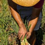 FAO Expands Global Push for Smart Farming Technologies