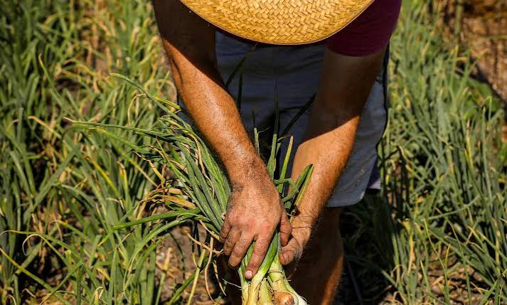 FAO Expands Global Push for Smart Farming Technologies