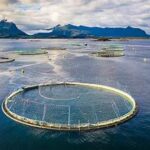 Norway’s Salmon Industry Faces Growing Environmental Challenges Amid Sustainability Concerns