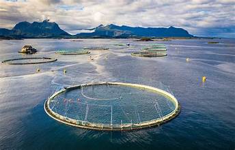 Norway’s Salmon Industry Faces Growing Environmental Challenges Amid&hellip;