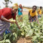 FAO Promotes Smart Farming Technologies Through Global Collaboration