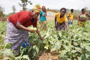 FAO Promotes Smart Farming Technologies Through Global Collaboration