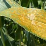 Southern Rust Threatens U.S. Corn Crop as Disease Spreads Across Missouri