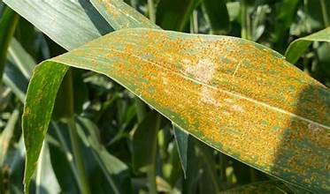 Southern Rust Threatens U.S. Corn Crop as Disease&hellip;