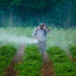 Bangladesh Renews Call to Phase Out Hazardous Pesticides for Sustainable Agriculture