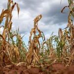 Europe’s Heatwave Raises Global Food Price Concerns as Crop Losses Mount