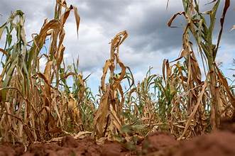 Europe’s Heatwave Raises Global Food Price Concerns as&hellip;