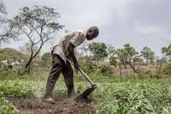 FAO and World Food Programme Warn of Worsening…